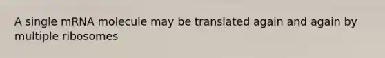A single mRNA molecule may be translated again and again by multiple ribosomes