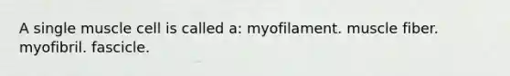 A single muscle cell is called a: myofilament. muscle fiber. myofibril. fascicle.