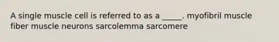 A single muscle cell is referred to as a _____. myofibril muscle fiber muscle neurons sarcolemma sarcomere