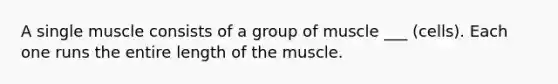 A single muscle consists of a group of muscle ___ (cells). Each one runs the entire length of the muscle.