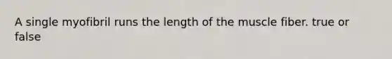 A single myofibril runs the length of the muscle fiber. true or false