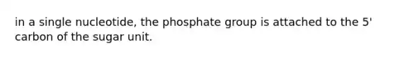 in a single nucleotide, the phosphate group is attached to the 5' carbon of the sugar unit.