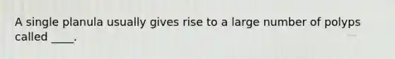 A single planula usually gives rise to a large number of polyps called ____.