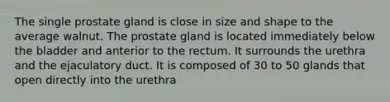 The single prostate gland is close in size and shape to the average walnut. The prostate gland is located immediately below the bladder and anterior to the rectum. It surrounds the urethra and the ejaculatory duct. It is composed of 30 to 50 glands that open directly into the urethra