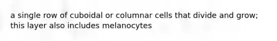 a single row of cuboidal or columnar cells that divide and grow; this layer also includes melanocytes