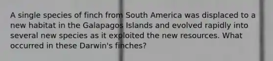 A single species of finch from South America was displaced to a new habitat in the Galapagos Islands and evolved rapidly into several new species as it exploited the new resources. What occurred in these Darwin's finches?