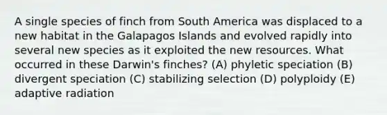 A single species of finch from South America was displaced to a new habitat in the Galapagos Islands and evolved rapidly into several new species as it exploited the new resources. What occurred in these Darwin's finches? (A) phyletic speciation (B) divergent speciation (C) stabilizing selection (D) polyploidy (E) adaptive radiation