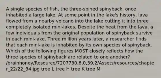 A single species of fish, the three-spined spinyback, once inhabited a large lake. At some point in the lake's history, lava flowed from a nearby volcano into the lake cutting it into three completely isolated mini-lakes. Despite the heat from the lava, a few individuals from the original population of spinyback survive in each mini-lake. Three million years later, a researcher finds that each mini-lake is inhabited by its own species of spinyback. Which of the following figures MOST closely reflects how the three species of spinyback are related to one another? /brainhoney/Resource/7207730,8,0,39,2/Assets/resources/chapter_22/22_34.jpg tree L tree H tree K tree M