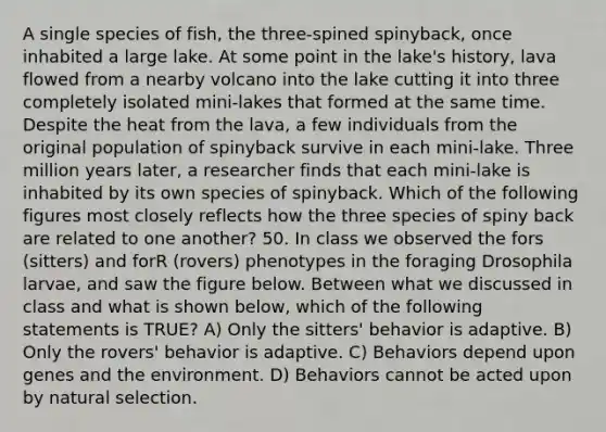 A single species of fish, the three-spined spinyback, once inhabited a large lake. At some point in the lake's history, lava flowed from a nearby volcano into the lake cutting it into three completely isolated mini-lakes that formed at the same time. Despite the heat from the lava, a few individuals from the original population of spinyback survive in each mini-lake. Three million years later, a researcher finds that each mini-lake is inhabited by its own species of spinyback. Which of the following figures most closely reflects how the three species of spiny back are related to one another? 50. In class we observed the fors (sitters) and forR (rovers) phenotypes in the foraging Drosophila larvae, and saw the figure below. Between what we discussed in class and what is shown below, which of the following statements is TRUE? A) Only the sitters' behavior is adaptive. B) Only the rovers' behavior is adaptive. C) Behaviors depend upon genes and the environment. D) Behaviors cannot be acted upon by natural selection.