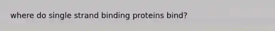 where do single strand binding proteins bind?