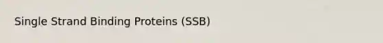 Single Strand Binding Proteins (SSB)