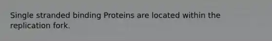 Single stranded binding Proteins are located within the replication fork.