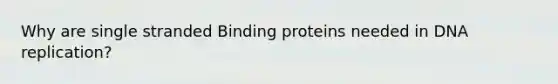 Why are single stranded Binding proteins needed in DNA replication?