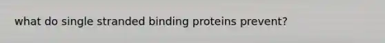 what do single stranded binding proteins prevent?