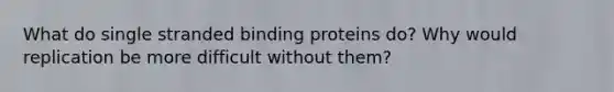 What do single stranded binding proteins do? Why would replication be more difficult without them?