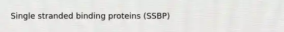 Single stranded binding proteins (SSBP)