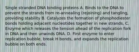 Single stranded DNA binding proteins A. Binds to the DNA to prevent the strands from re-annealing (rejoining) and tangling, providing stability B. Catalyzes the formation of phosphodiester bonds holding adjacent nucleotides together in new strands, C. Enzyme which releases the tension ahead of the replication fork in DNA and then unwinds DNA. D. First enzyme to enter replication bubble, break H bonds, and expands the replication bubble on both ends.