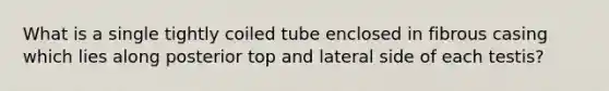 What is a single tightly coiled tube enclosed in fibrous casing which lies along posterior top and lateral side of each testis?