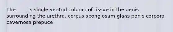 The ____ is single ventral column of tissue in the penis surrounding the urethra. corpus spongiosum glans penis corpora cavernosa prepuce