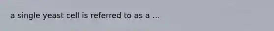 a single yeast cell is referred to as a ...