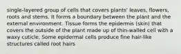 single-layered group of cells that covers plants' leaves, flowers, roots and stems. It forms a boundary between the plant and the external environment. Tissue forms the epidermis (skin) that covers the outside of the plant made up of thin-walled cell with a waxy cuticle. Some epidermal cells produce fine hair-like structures called root hairs