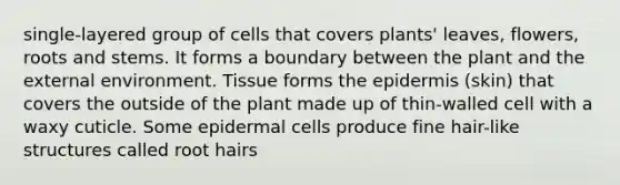 single-layered group of cells that covers plants' leaves, flowers, roots and stems. It forms a boundary between the plant and the external environment. Tissue forms the epidermis (skin) that covers the outside of the plant made up of thin-walled cell with a waxy cuticle. Some epidermal cells produce fine hair-like structures called root hairs