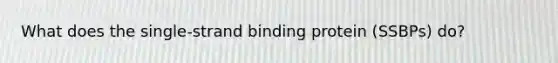 What does the single-strand binding protein (SSBPs) do?