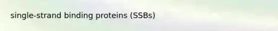 single-strand binding proteins (SSBs)