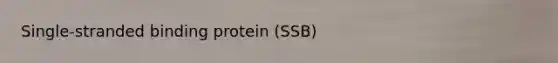 Single-stranded binding protein (SSB)