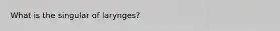 What is the singular of larynges?