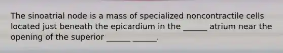 The sinoatrial node is a mass of specialized noncontractile cells located just beneath the epicardium in the ______ atrium near the opening of the superior ______ ______.