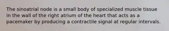 The sinoatrial node is a small body of specialized muscle tissue in the wall of the right atrium of the heart that acts as a pacemaker by producing a contractile signal at regular intervals.