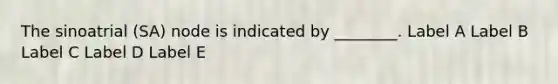 The sinoatrial (SA) node is indicated by ________. Label A Label B Label C Label D Label E