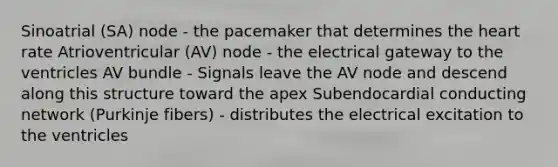 Sinoatrial (SA) node - the pacemaker that determines <a href='https://www.questionai.com/knowledge/kya8ocqc6o-the-heart' class='anchor-knowledge'>the heart</a> rate Atrioventricular (AV) node - the electrical gateway to the ventricles AV bundle - Signals leave the AV node and descend along this structure toward the apex Subendocardial conducting network (Purkinje fibers) - distributes the electrical excitation to the ventricles