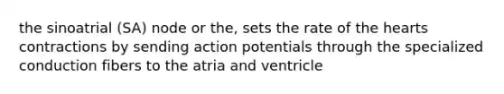 the sinoatrial (SA) node or the, sets the rate of the hearts contractions by sending action potentials through the specialized conduction fibers to the atria and ventricle