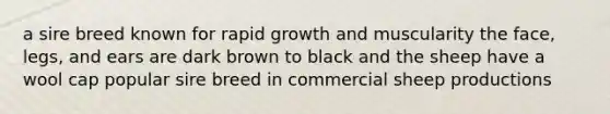 a sire breed known for rapid growth and muscularity the face, legs, and ears are dark brown to black and the sheep have a wool cap popular sire breed in commercial sheep productions