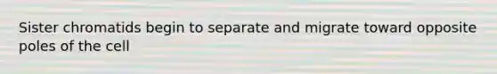Sister chromatids begin to separate and migrate toward opposite poles of the cell