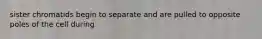 sister chromatids begin to separate and are pulled to opposite poles of the cell during