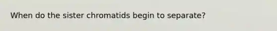 When do the sister chromatids begin to separate?
