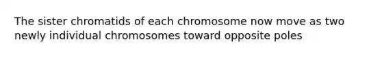 The sister chromatids of each chromosome now move as two newly individual chromosomes toward opposite poles