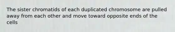 The sister chromatids of each duplicated chromosome are pulled away from each other and move toward opposite ends of the cells