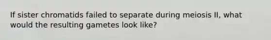 If sister chromatids failed to separate during meiosis II, what would the resulting gametes look like?