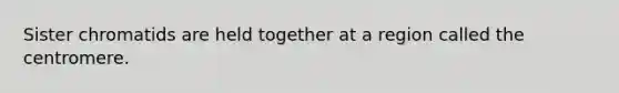 Sister chromatids are held together at a region called the centromere.