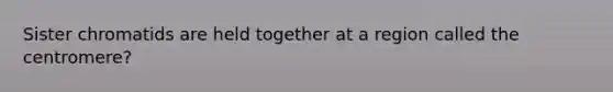 Sister chromatids are held together at a region called the centromere?