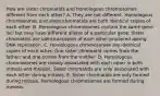 How are sister chromatids and homologous chromosomes different from each other? A. They are not different. Homologous chromosomes and sister chromatids are both identical copies of each other. B. Homologous chromosomes contain the same gene loci but may have different alleles of a particular gene. Sister chromatids are identical copies of each other produced during DNA replication. C. Homologous chromosomes are identical copies of each other. One sister chromatid comes from the father, and one comes from the mother. D. Homologous chromosomes are closely associated with each other in both mitosis and meiosis. Sister chromatids are only associated with each other during mitosis. E. Sister chromatids are only formed during mitosis. Homologous chromosomes are formed during meiosis.