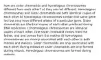 how are sister chromatids and homologous chromosomes different from each other? a) they are not different. Homologous chromosomes and sister chromatids are both identical copies of each other b) homologous chromosomes contain the same gene loci but may have different alleles of a particular gene. Sister chromatids are identical copies of each other produced during DNA replication c) Homologous chromosomes are identical copies of each other. One sister chromatid comes from the father, and one comes from the mother d) homologous chromosomes are closely associated with each other in both mitosis and meiosis. Sister chromatids are only associated with each other during mitosis e) sister chromatids are only formed during mitosis. Homologous chromosomes are formed during meiosis