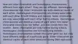 How are sister chromatids and homologous chromosomes different from each other? -They are not different. Homologous chromosomes and sister chromatids are both identical copies of each other. -Homologous chromosomes are closely associated with each other in both mitosis and meiosis. Sister chromatids are only associated with each other during mitosis. -Homologous chromosomes are identical copies of each other. One sister chromatid comes from the father, and one comes from the mother. -Sister chromatids are only formed during mitosis. Homologous chromosomes are formed during meiosis. -Homologous chromosomes contain the same gene loci but may have different alleles of a particular gene. Sister chromatids are identical copies of each other produced during DNA replication.