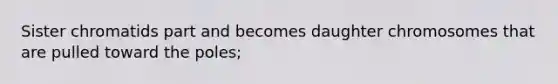 Sister chromatids part and becomes daughter chromosomes that are pulled toward the poles;