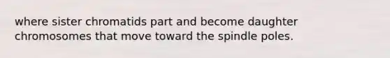 where sister chromatids part and become daughter chromosomes that move toward the spindle poles.