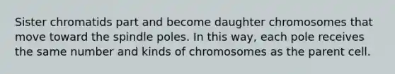 Sister chromatids part and become daughter chromosomes that move toward the spindle poles. In this way, each pole receives the same number and kinds of chromosomes as the parent cell.